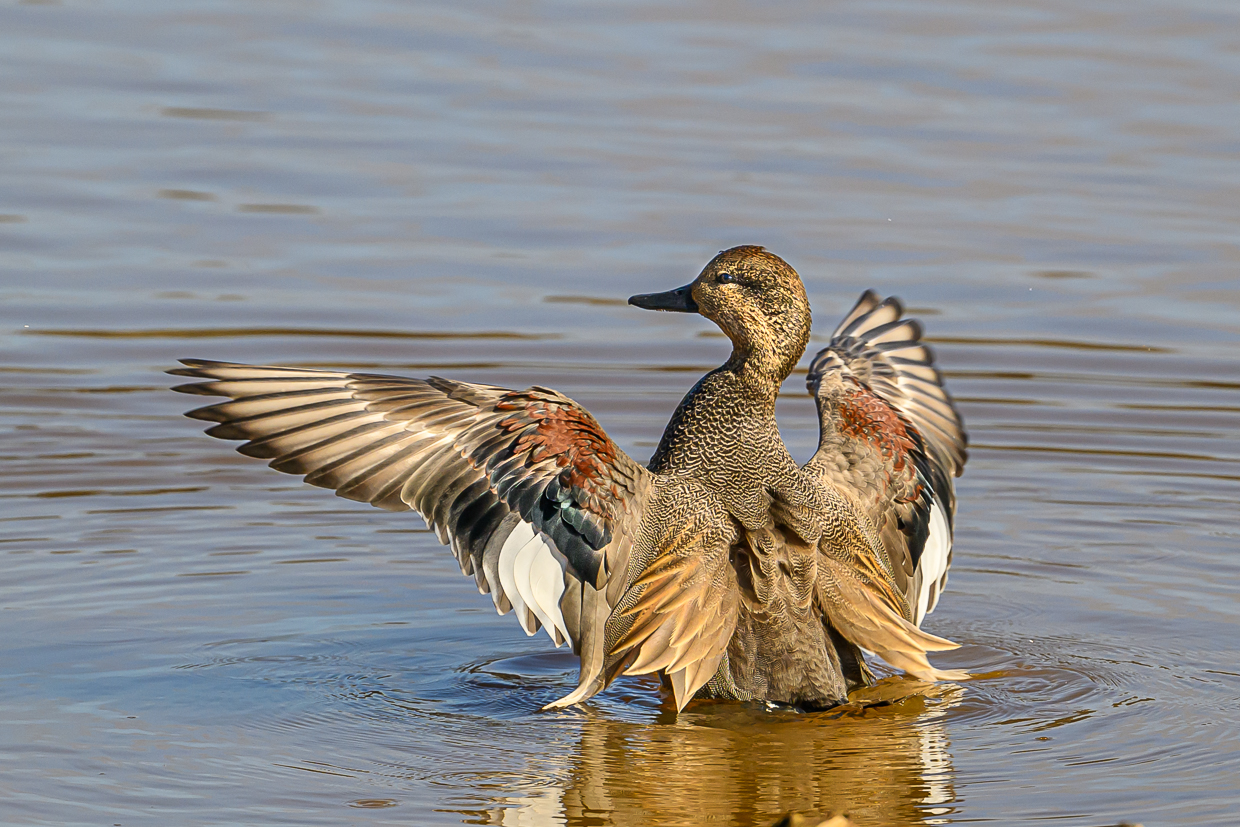 Gadwall by Sarita Yeola