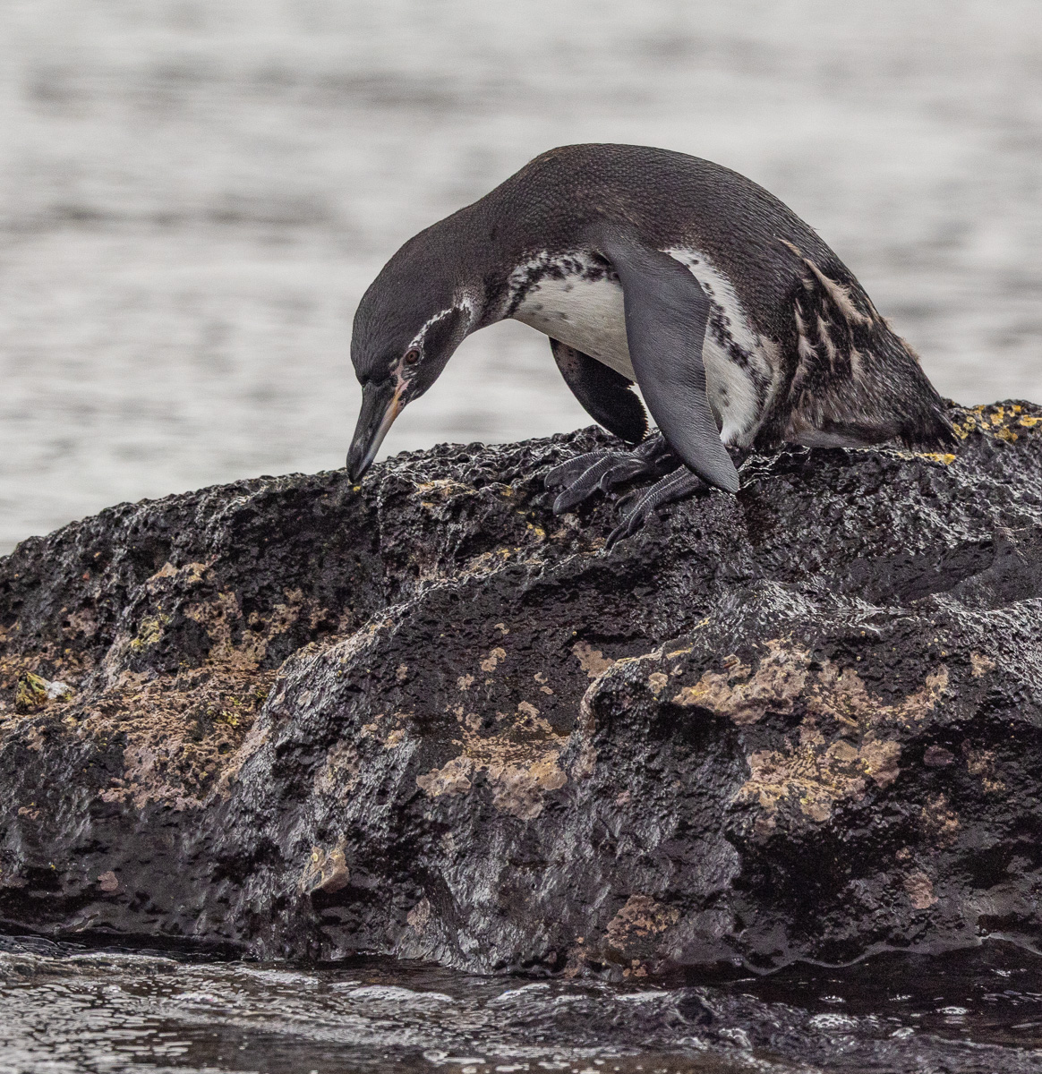 Galapagos Penguin (Spheniscus mendiculus) by Grace Cohen