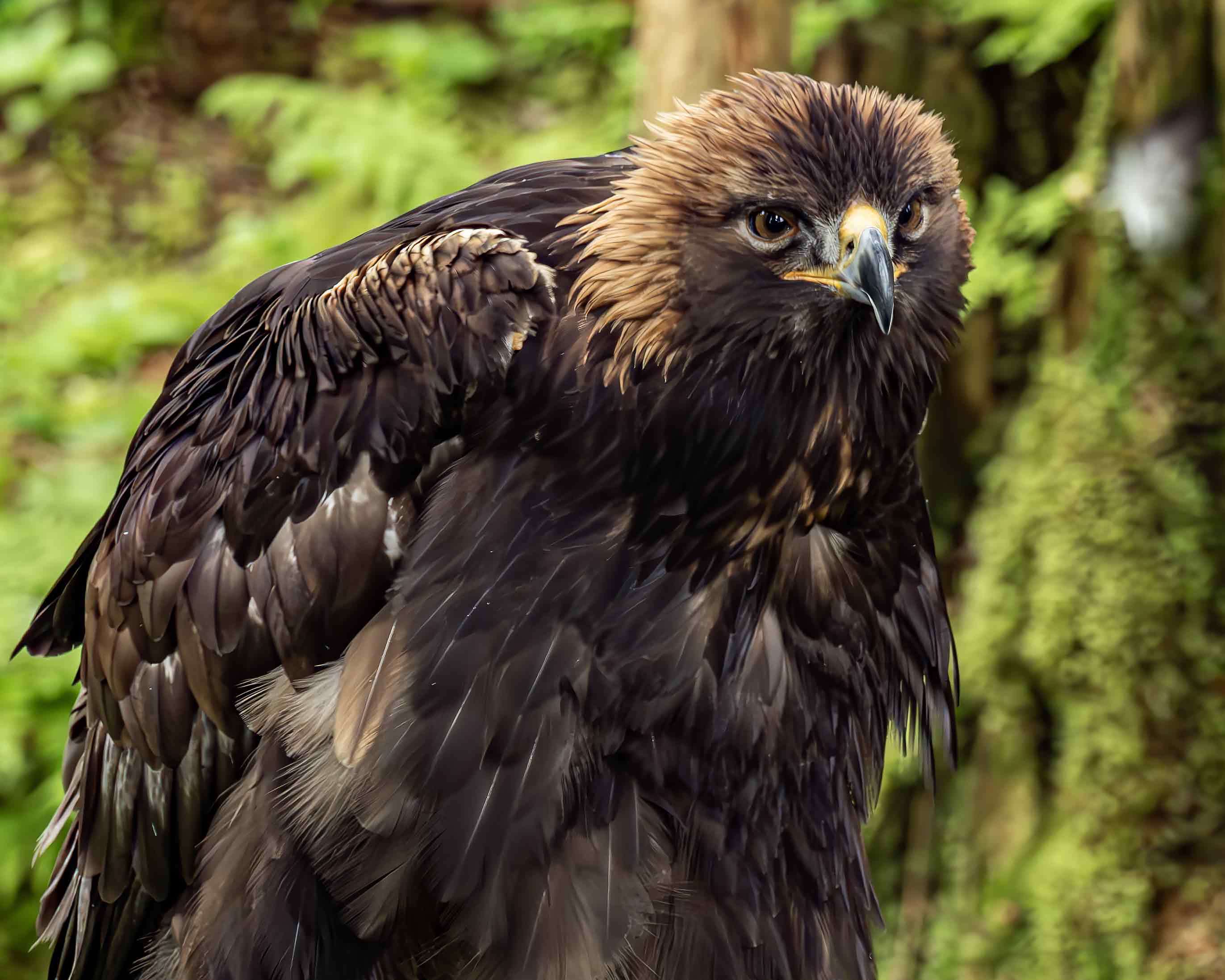 Golden Eagle with an Attitude