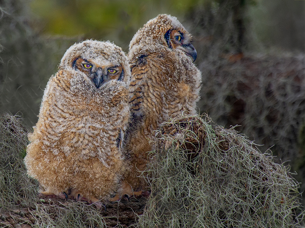 Great Horn Owlets by Dr Isaac Vaisman, APSA, PPSA