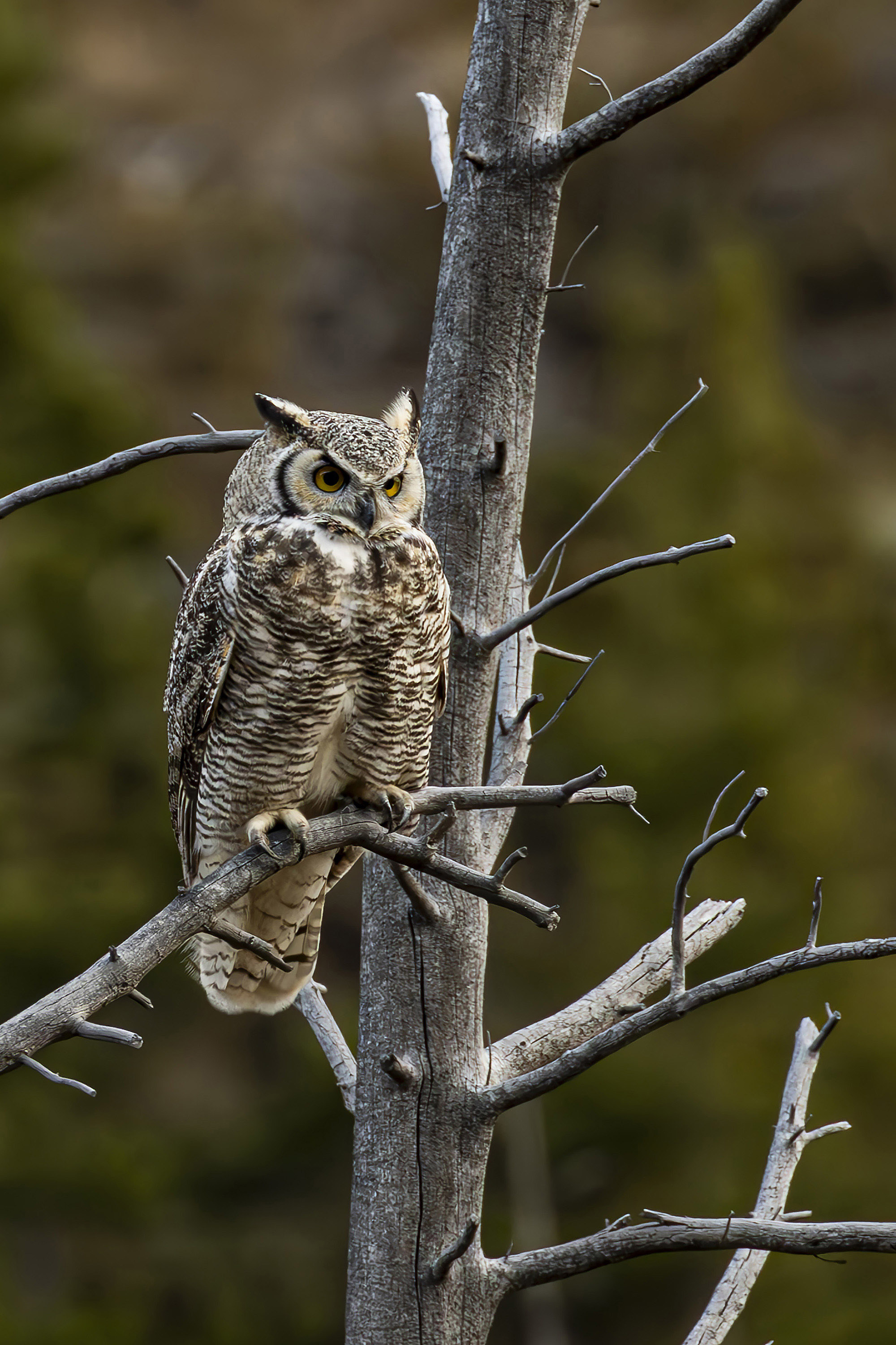 Great Horned Owl by Jerry Baumann