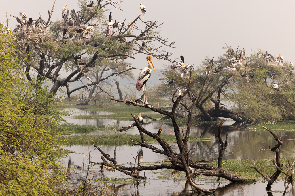 Hanging Out in Keoladeo National Park by Gloria Grandolini