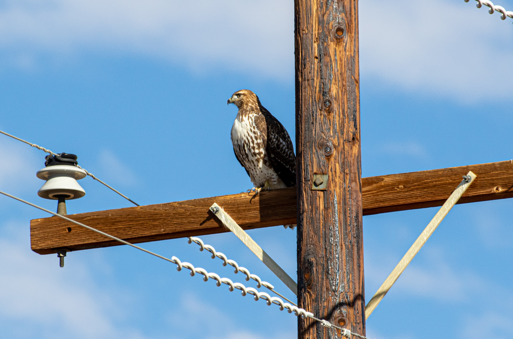 Hawk, Northern New Mexico by Mike Patterson