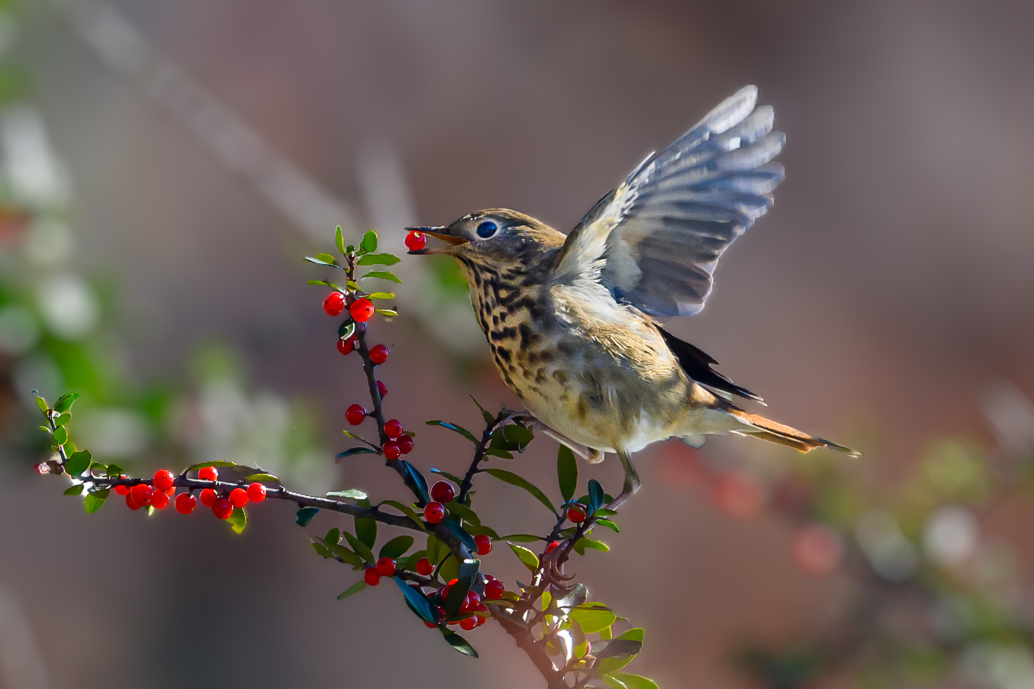 Hermit Thrush by Sarita Yeola