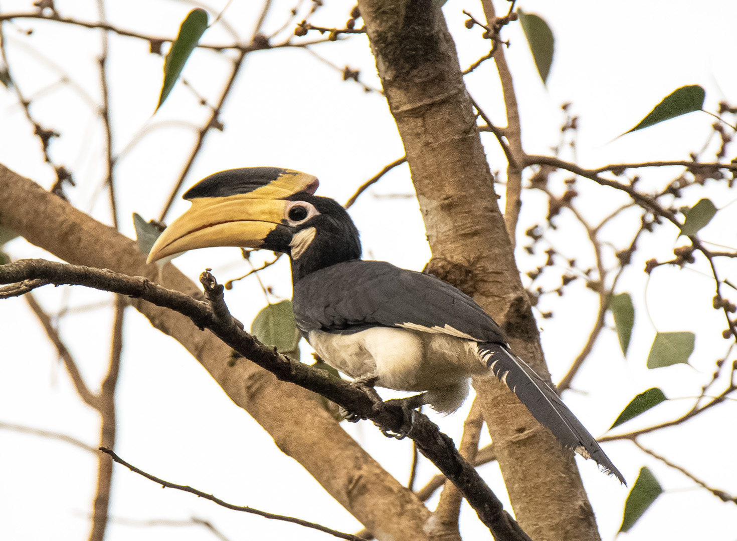 Malbar Pied Hornbil by Vivek Joshi