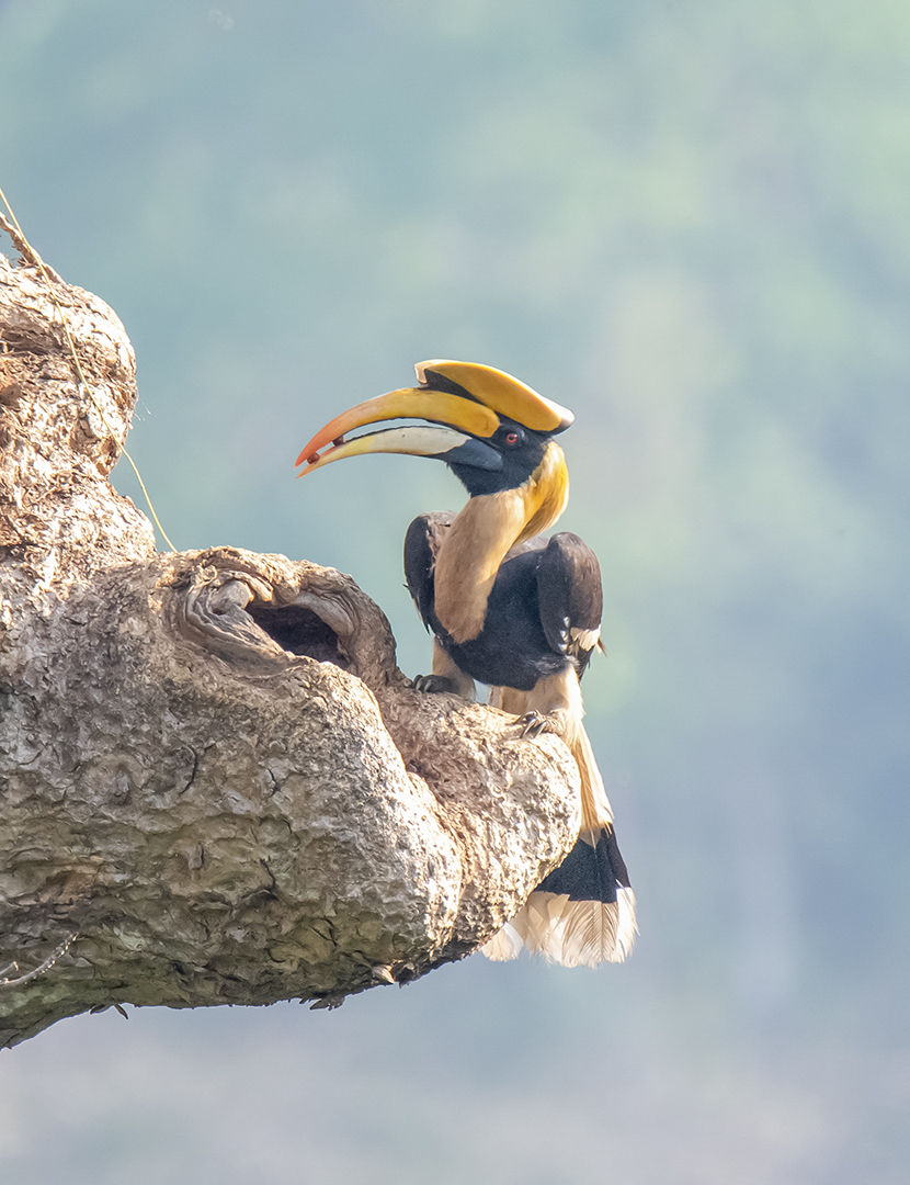 Hornbill