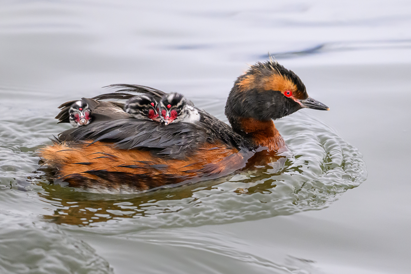 Horned Grebe with Babies by Sarita Yeola