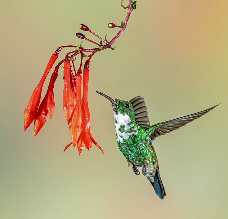 White-necked Jacobin by Dr Isaac Vaisman
