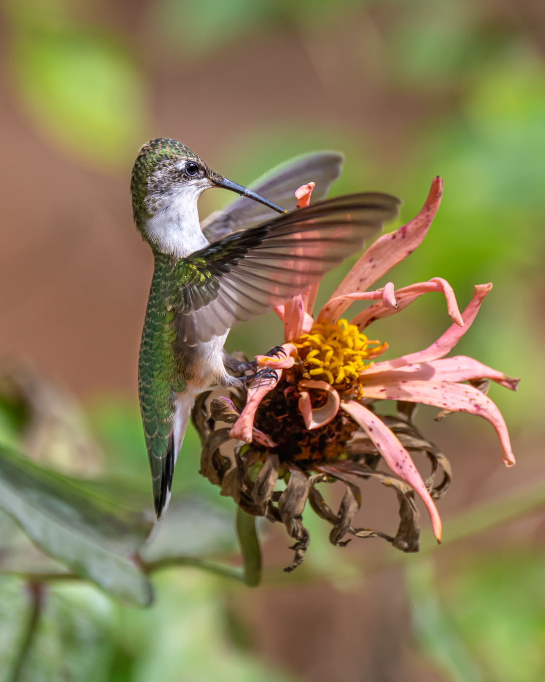 Hummingbird on Zinnia by Sarita Yeola