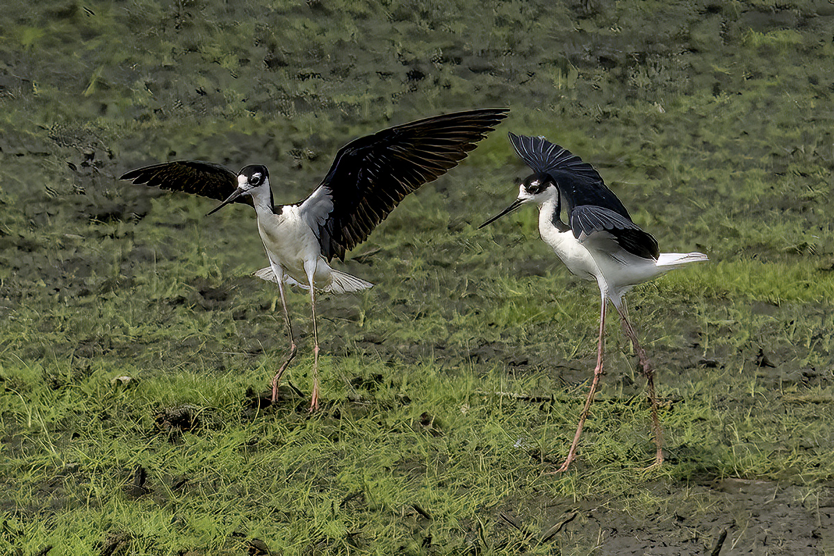 Black Neck Stilts â€“ Mating Dance by Jim Horn, QPSA