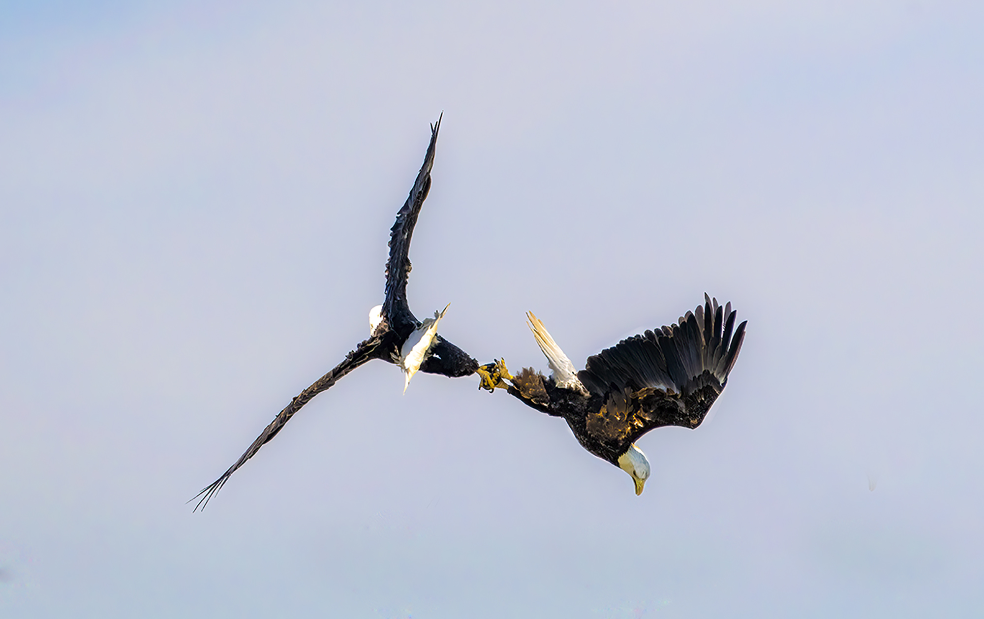 Eagles lock talons cartwheeling by Jim Horn