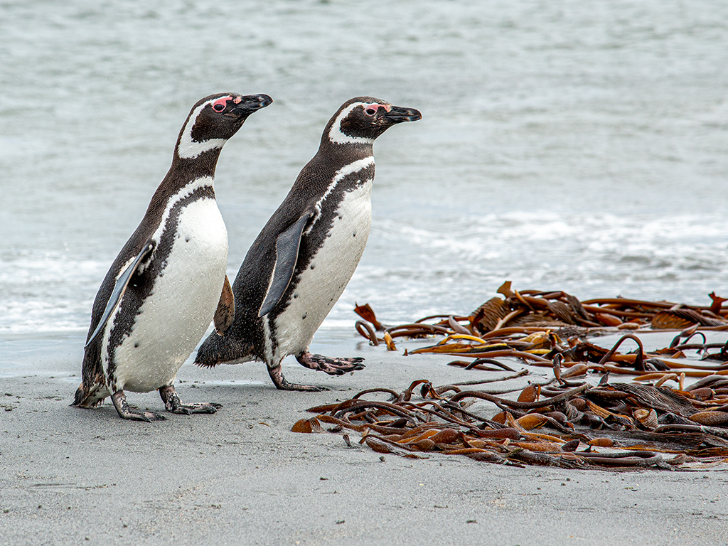Magellanic Penguins by Dr Isaac Vaisman