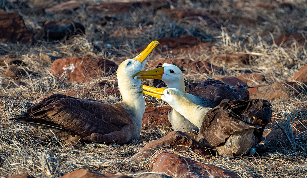 Menage a Trois by Dr Isaac Vaisman