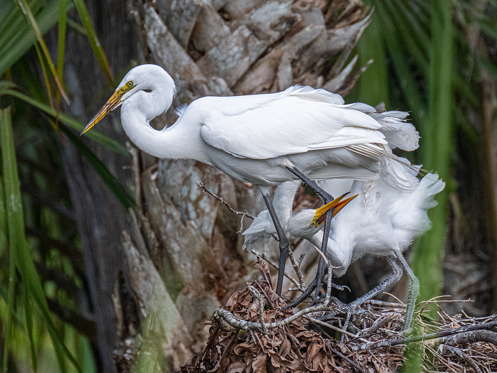 Desperation by Dr Isaac Vaisman