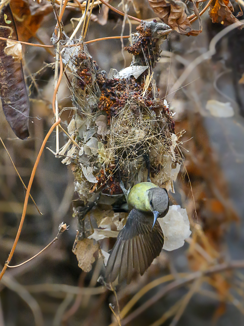 April 2026 - Sarita Yeola