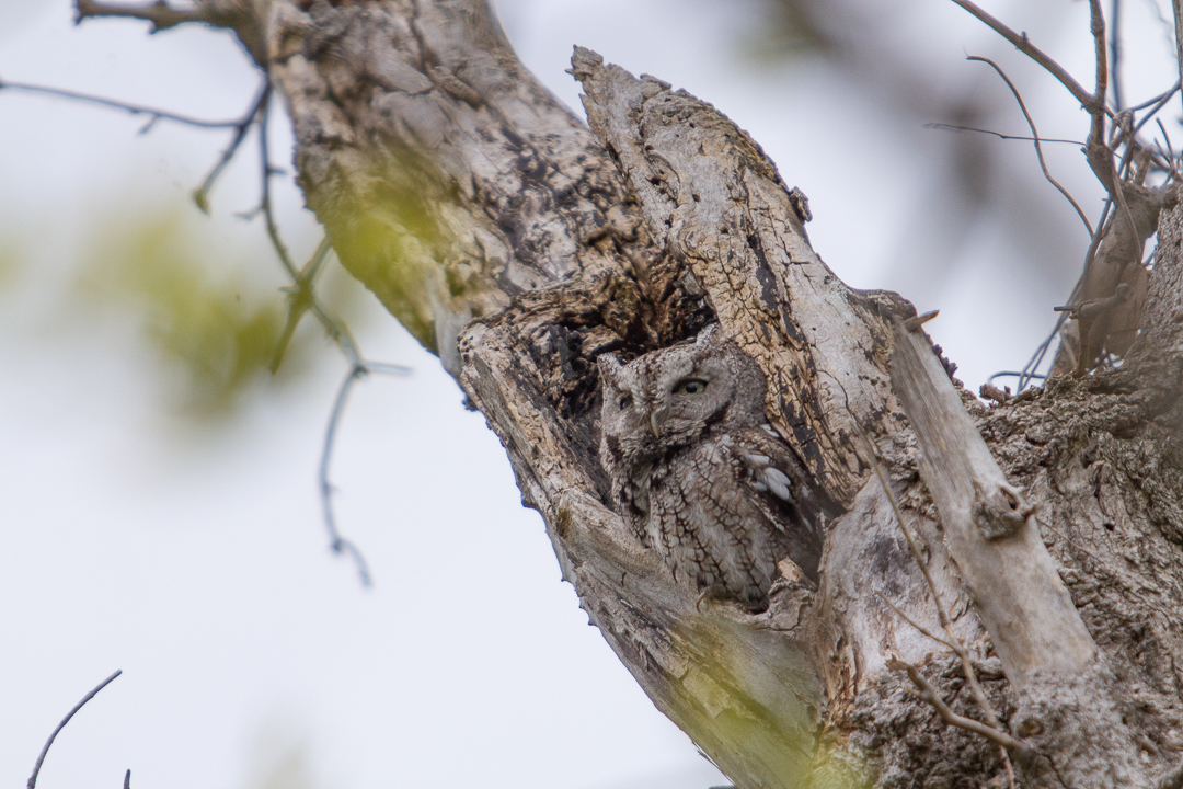 April 2026 - Grace Cohen