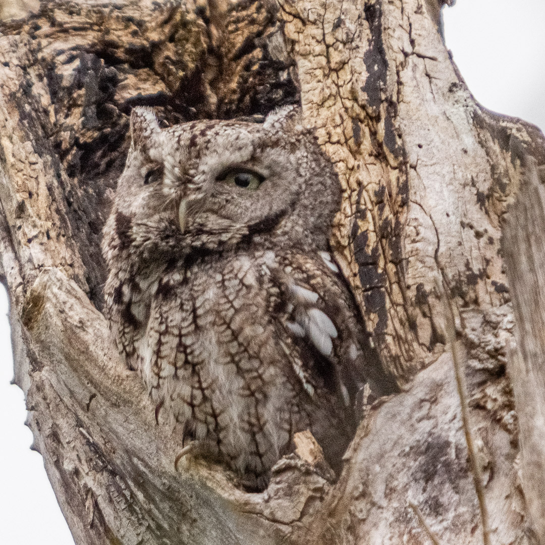 Eastern Screech-Owl (Megascops asio) by Grace Cohen