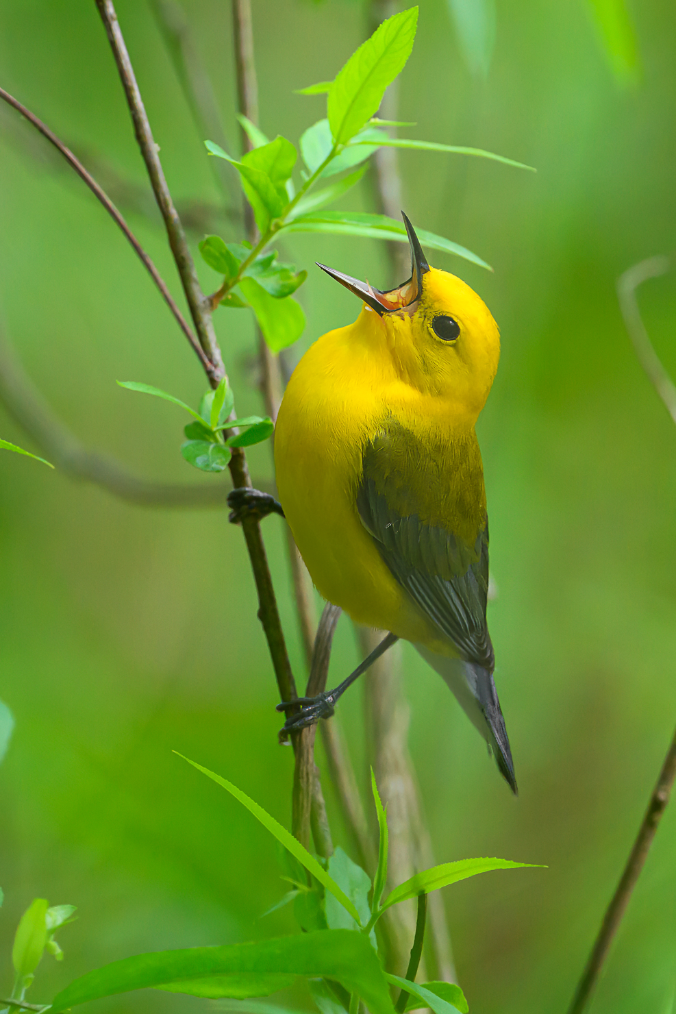Prothonotary Warbler by Sarita Yeola