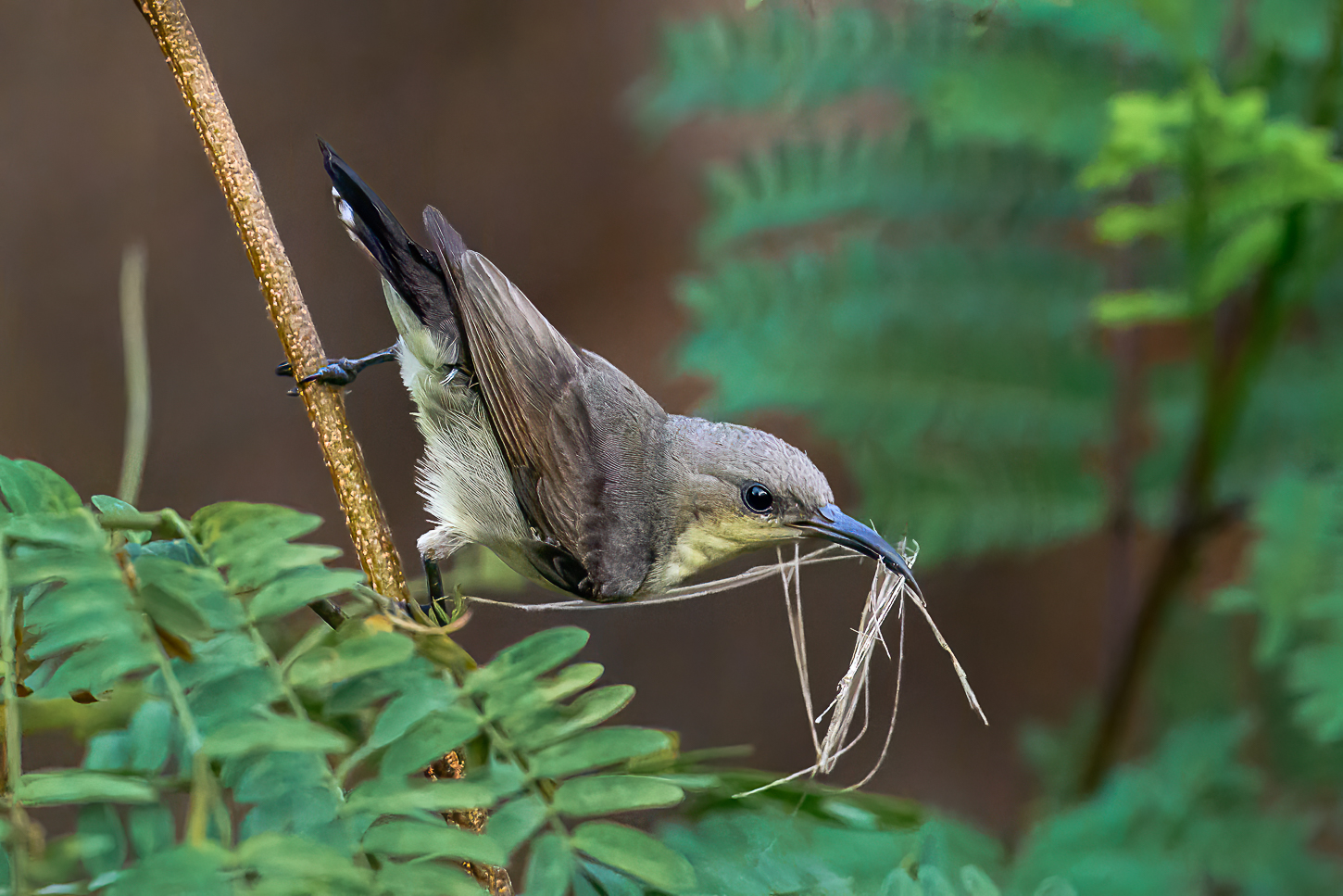 Female Purple Sunbird by Sarita Yeola