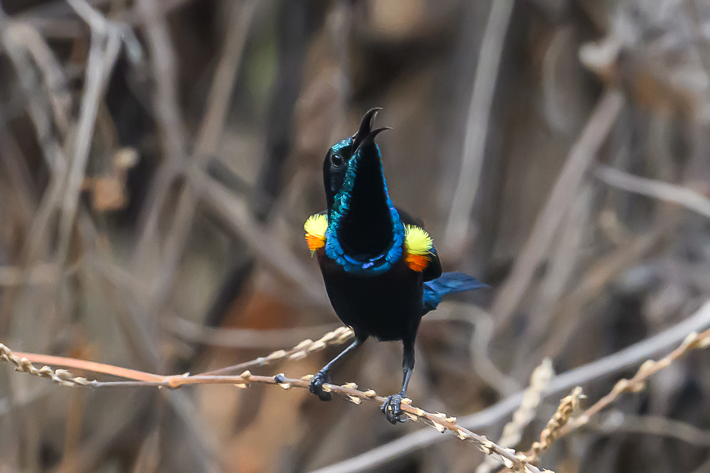 April 2026 - Sarita Yeola