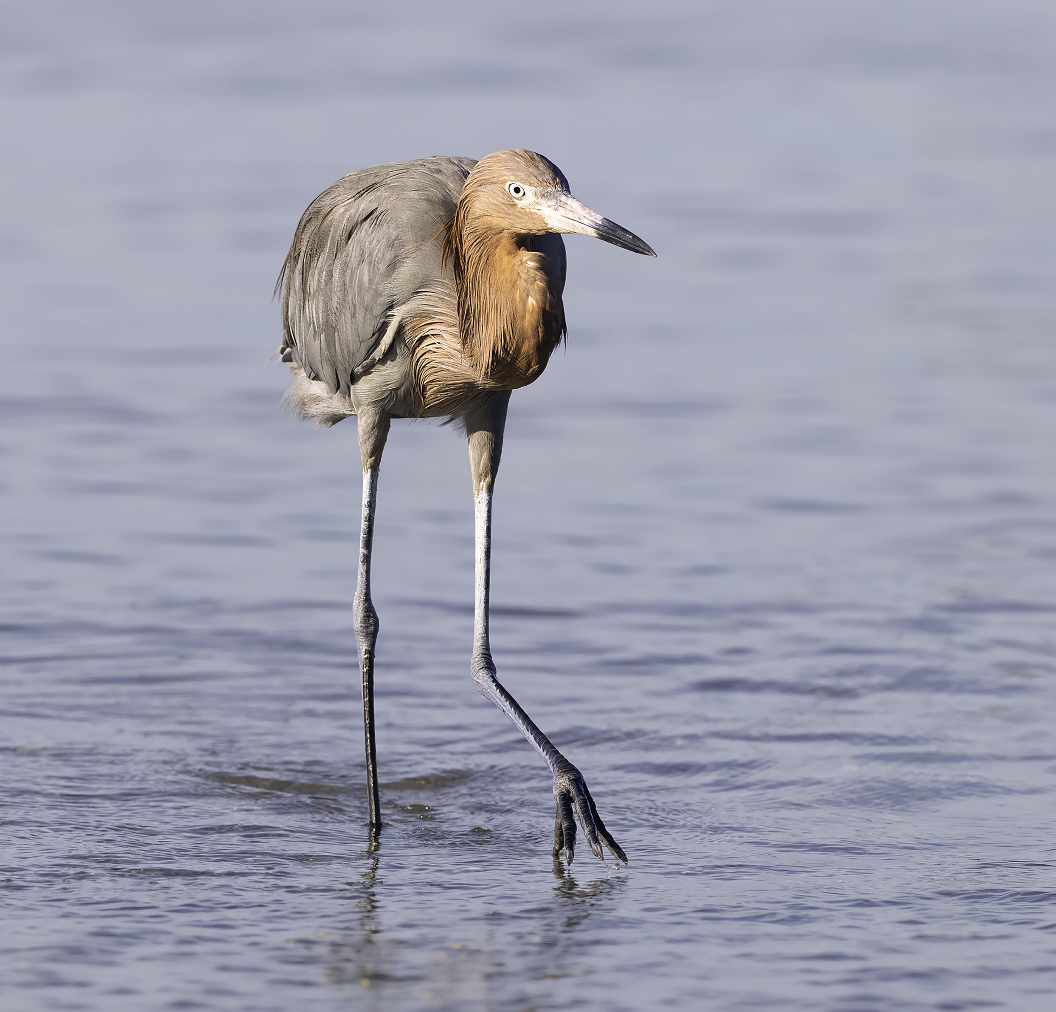 Reddish Egret by Ruth Mayer