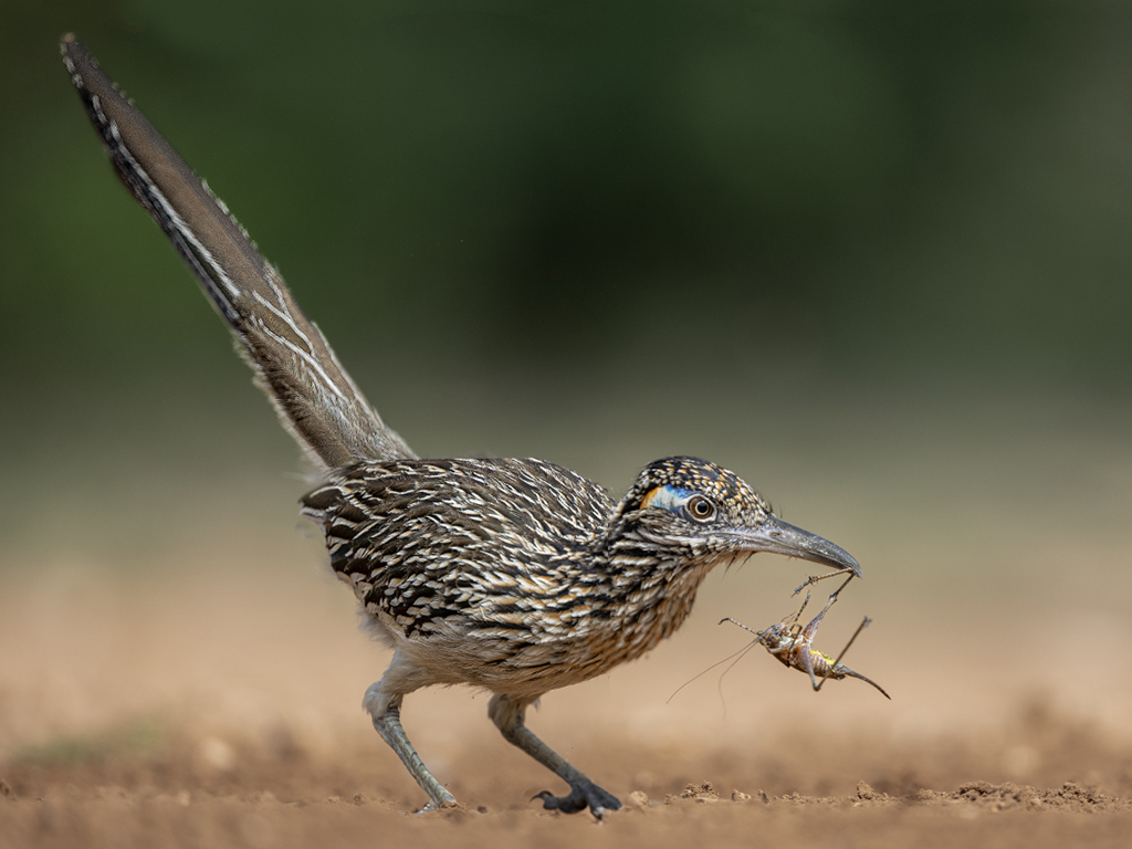 Roadrunner with a Treat by Dr Isaac Vaisman