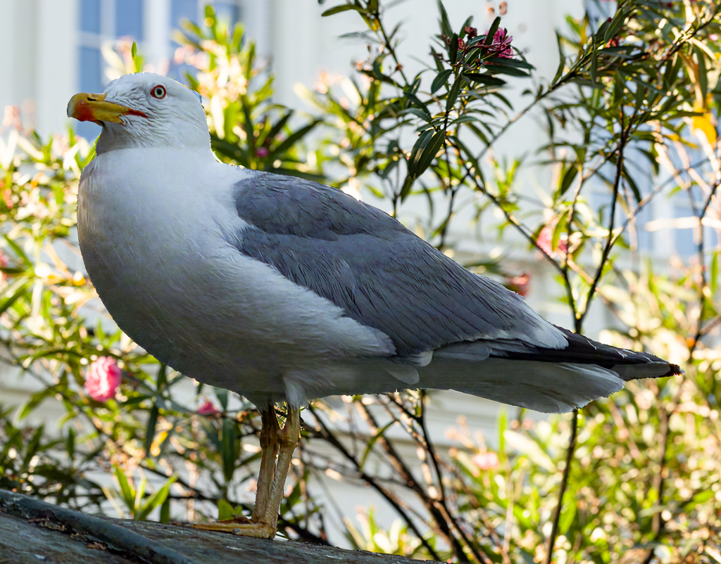 Roman Gull by Gloria Grandolini