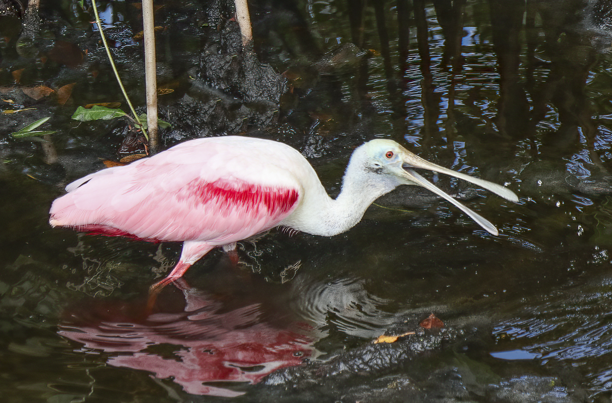 Roseate Spoonbill by Grace Cohen