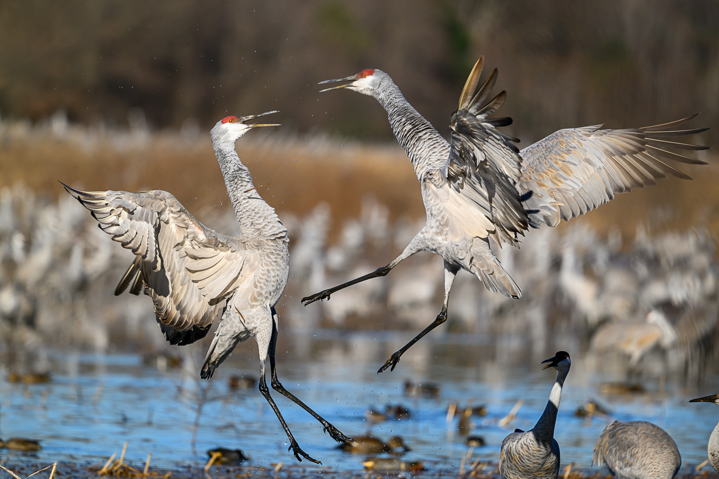 Sandhill Crane Courtship