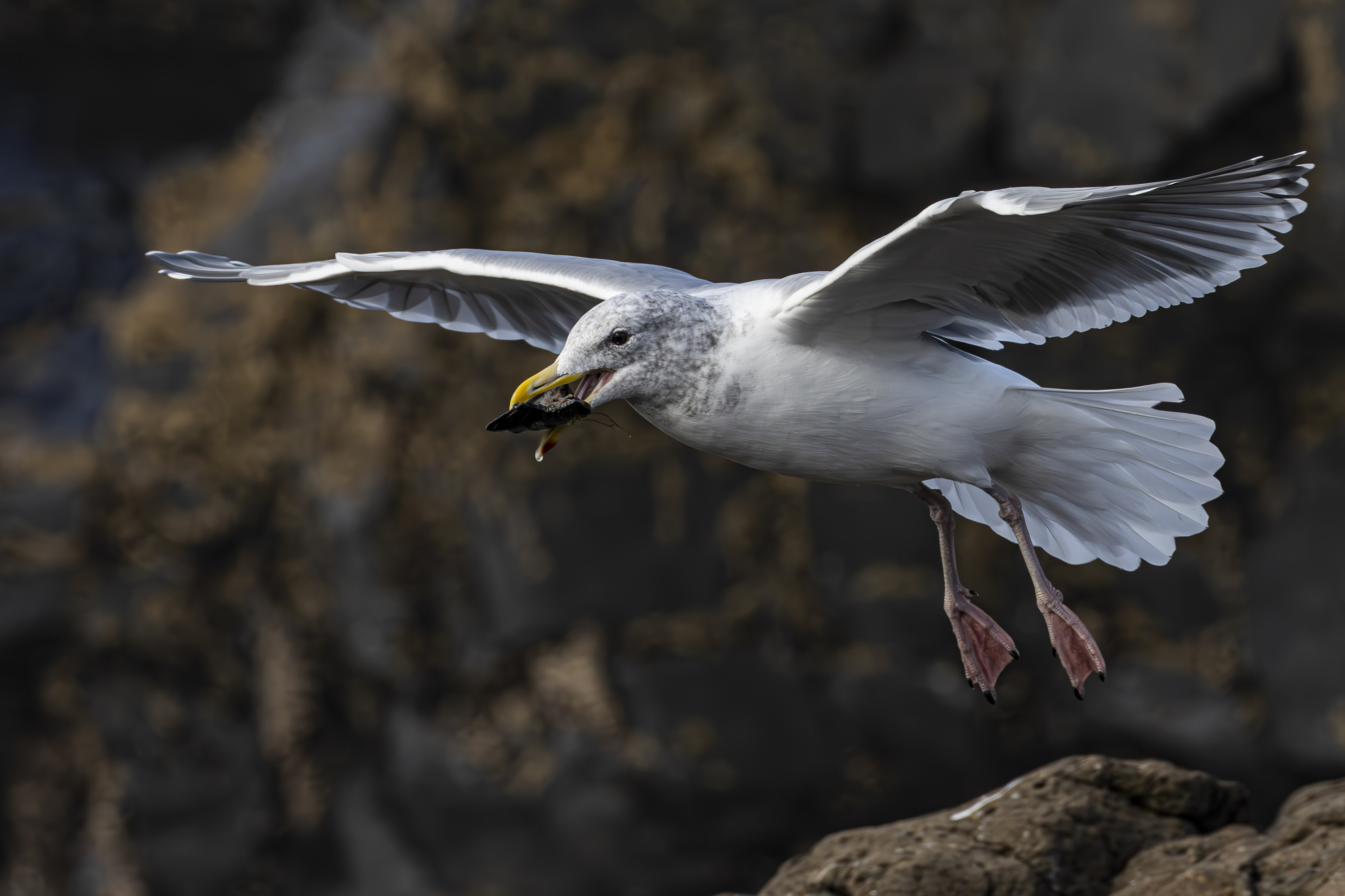 Seagull Feast by Jerry Baumann