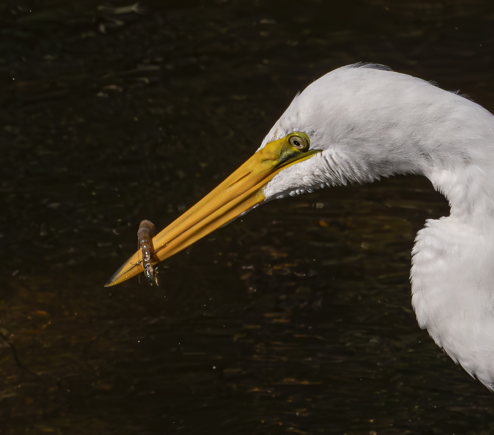 White Egret with a Bug by Jerry Baumann