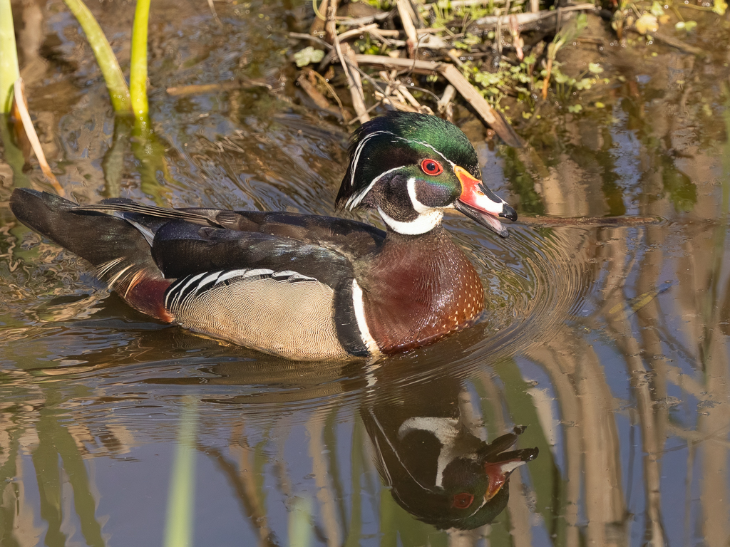 Wood Duck by Grace Cohen