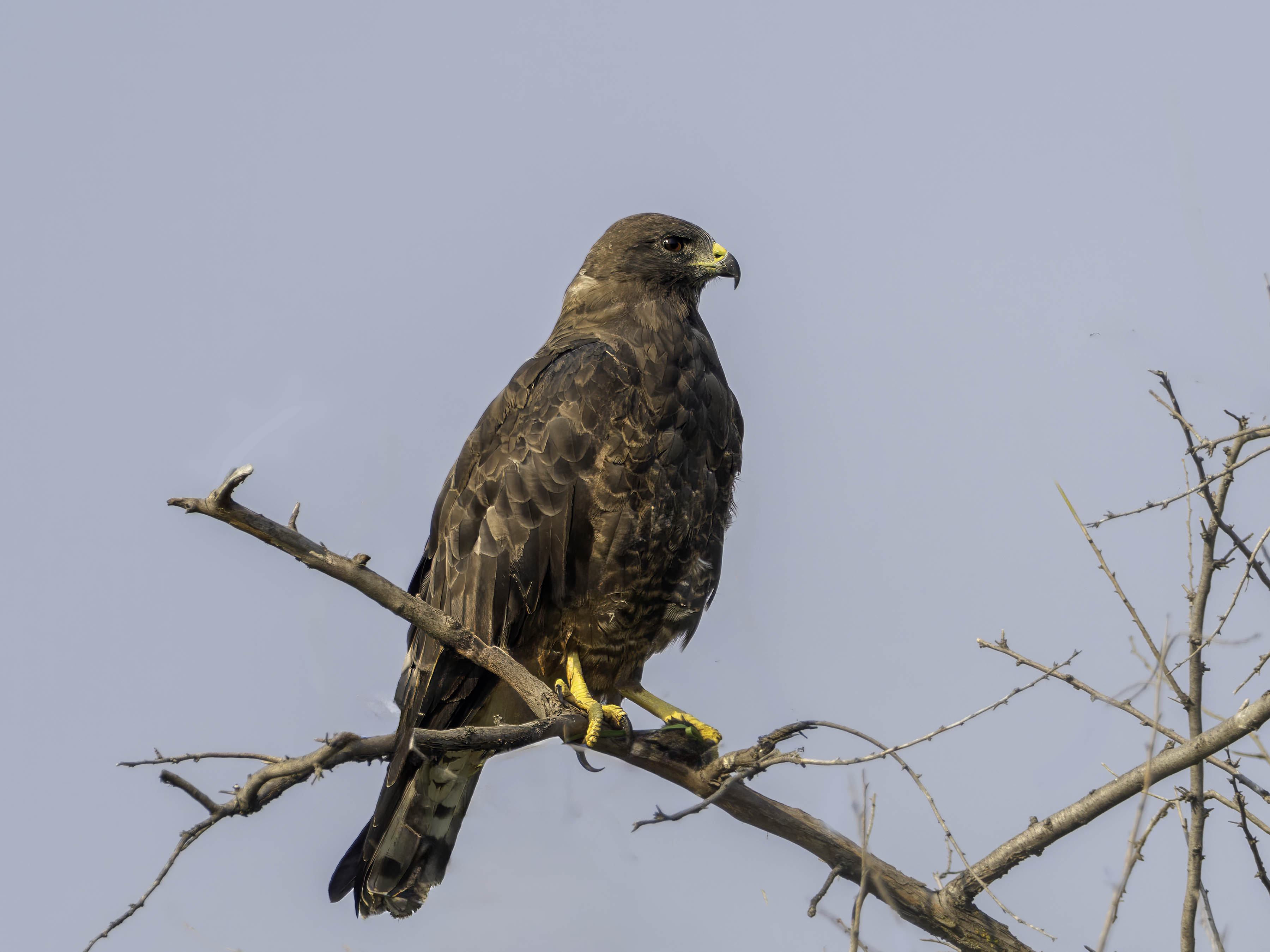 Swainson Hawk