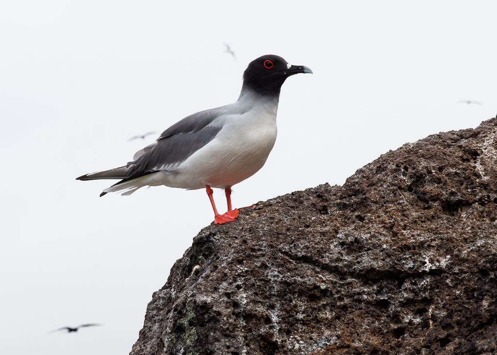 Swallow Tail Gull by Gloria Grandolini