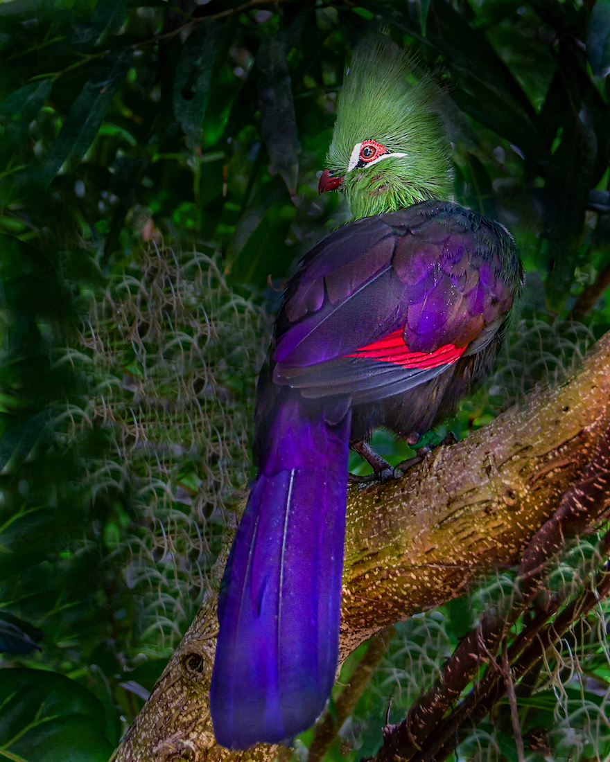 Turaco by Kathy Buckard