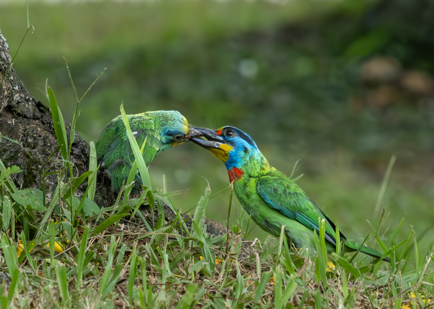 Taiwan Barbet by Pei-Fan Mu