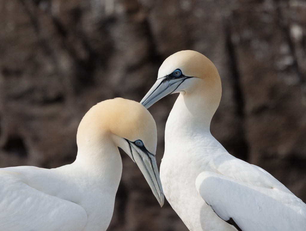 Tender Moment in the Crowd by Gloria Grandolini