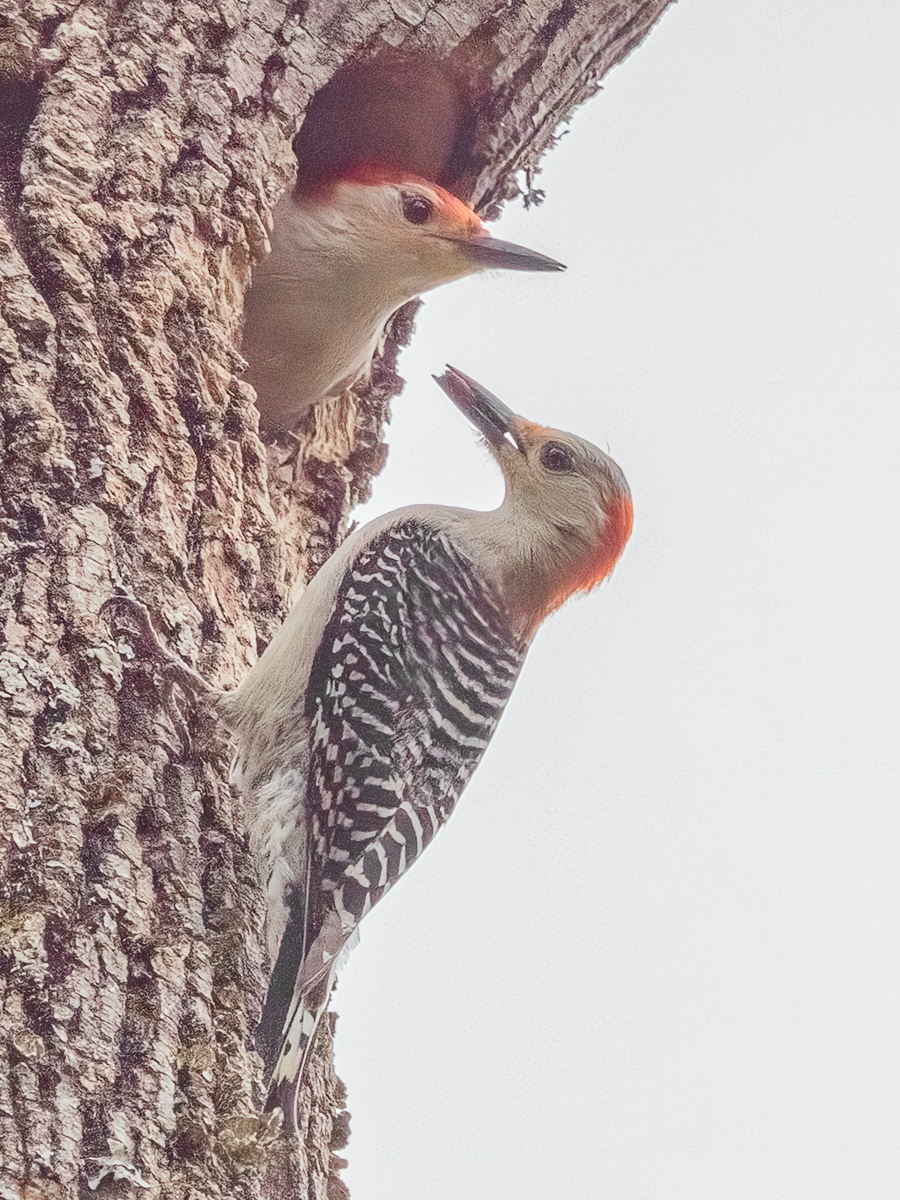The Offering – Red-Bellied Woodpeckers Courtship by Grace Cohen