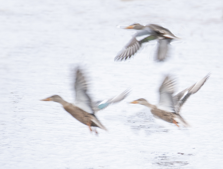 Triumvirate of Flying Ducks by Joan Field, FPSA