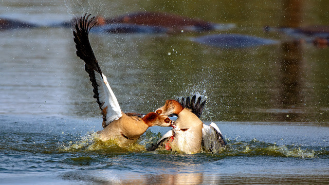 Dog Fight by Gerhard Geldenhuys