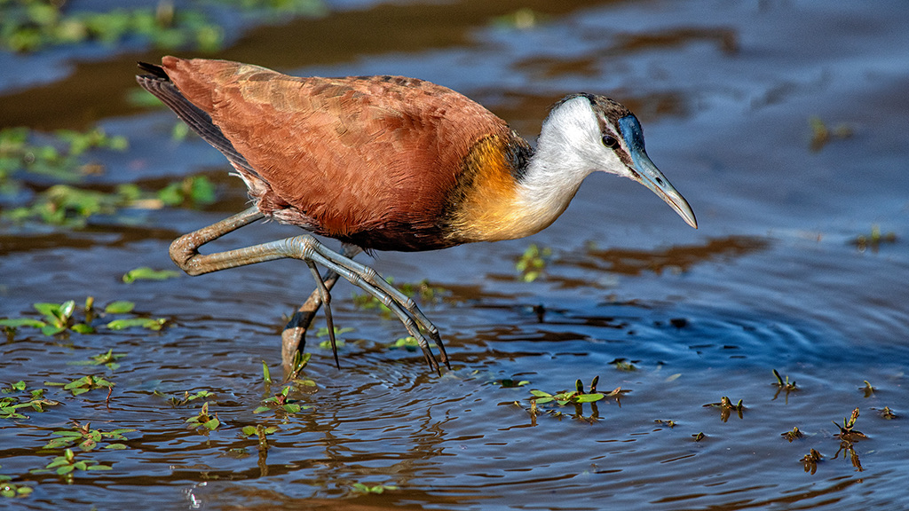 African  Jacana Foraging by Gerhard Geldenhuys