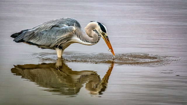  Heron Catching a Snack by Gerhard Geldenhuys