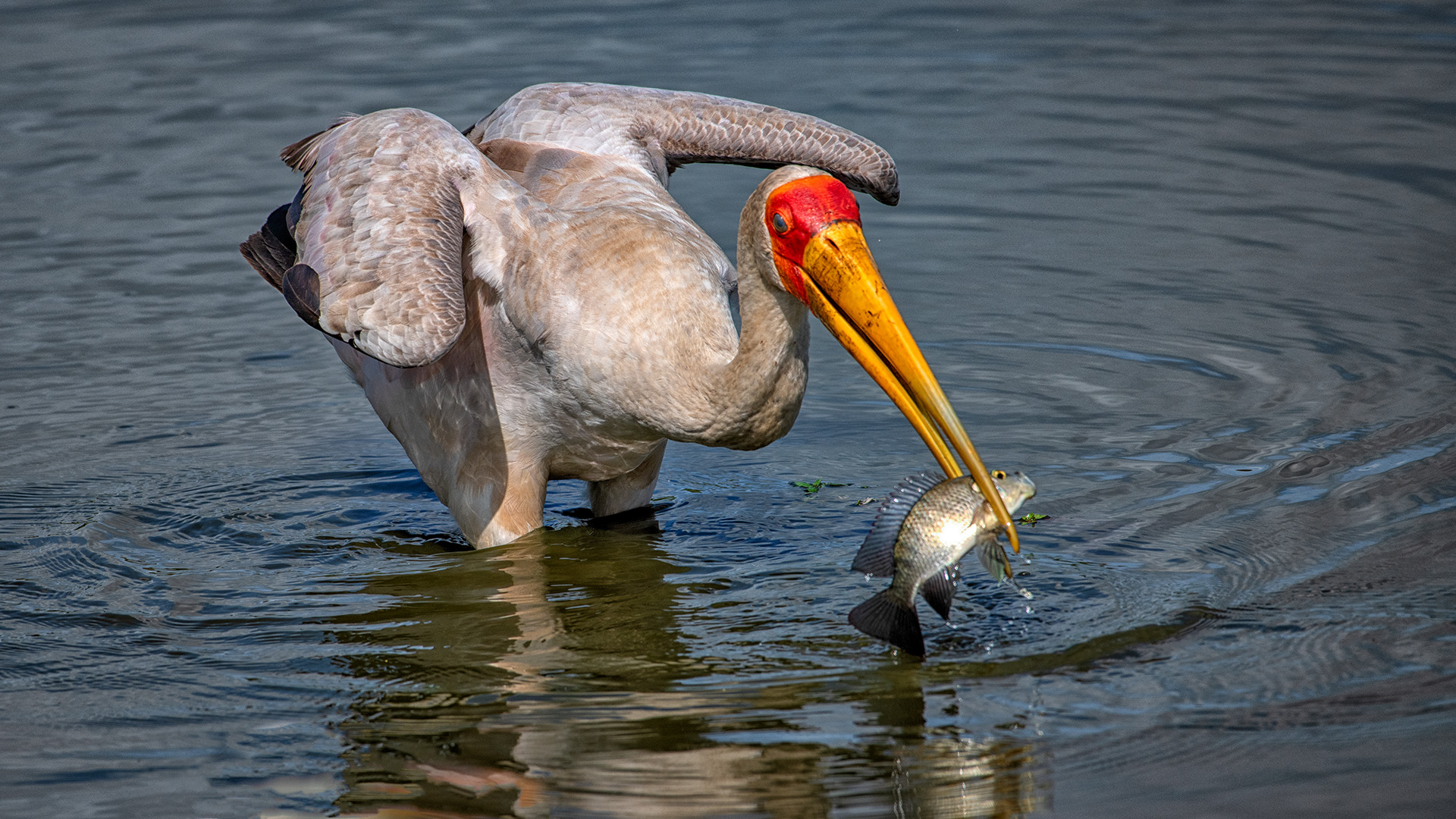 Yellow Billed Stork by Gerhard Geldenhuys