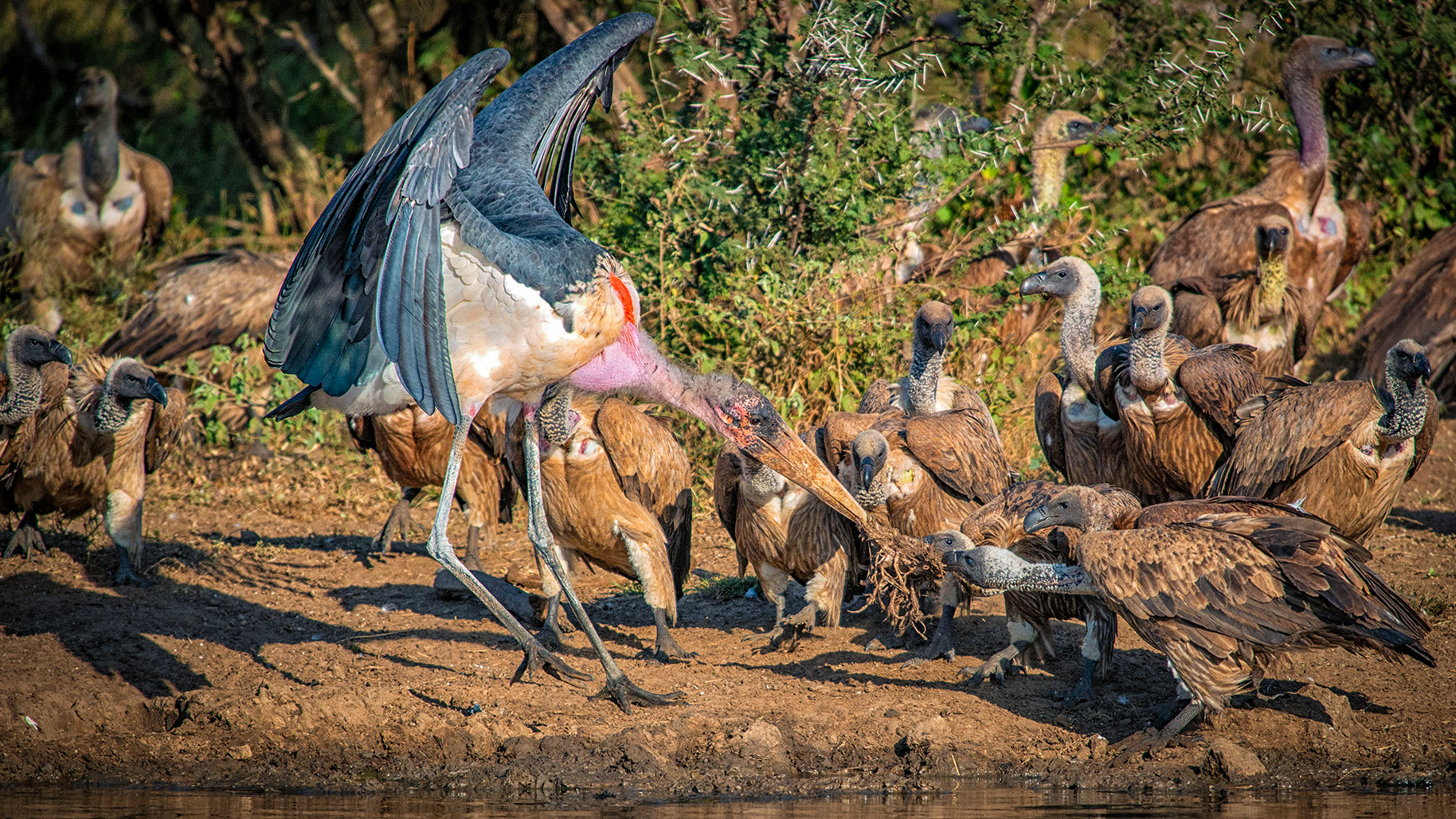 A Tug for More by Gerhard Geldenhuys