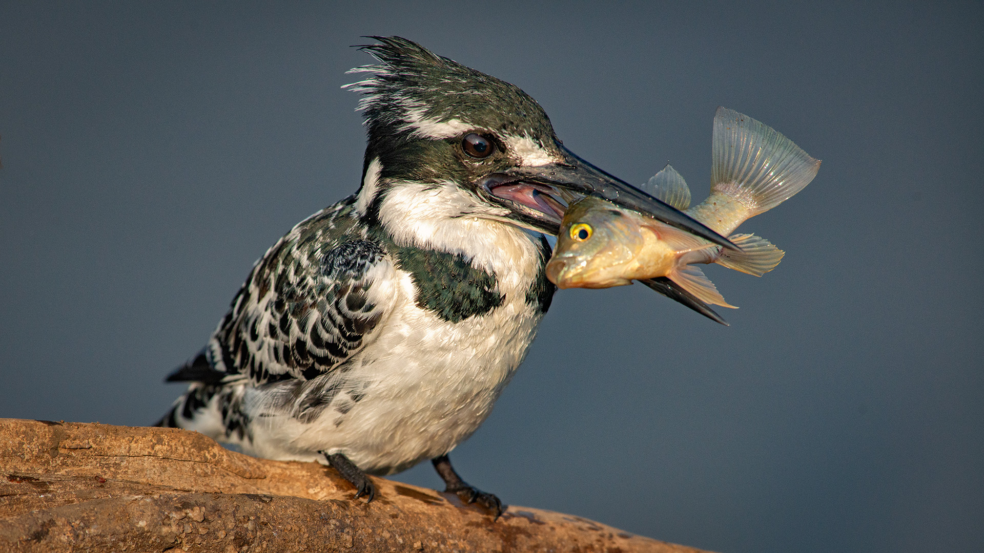 Pied Kingfisher with Prey