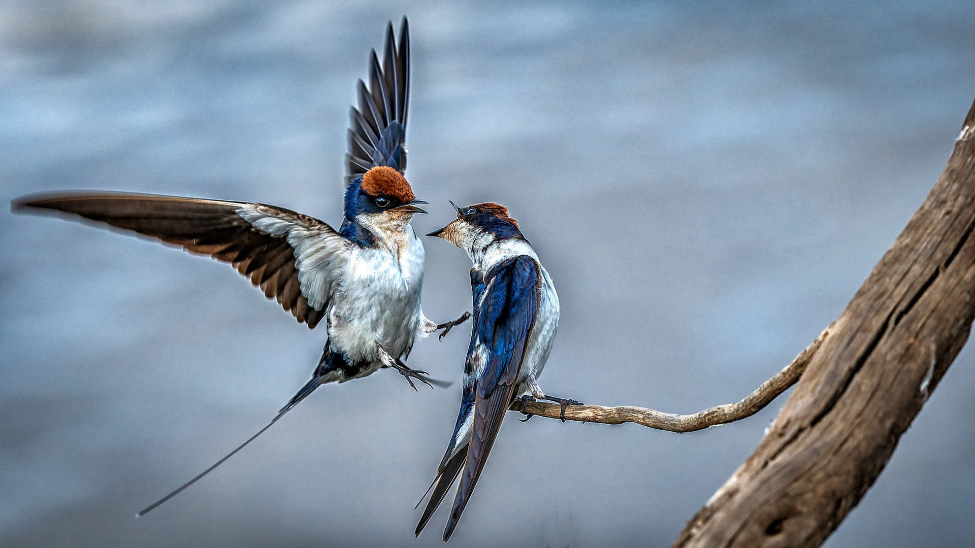 A Swallow Quarrel by Gerhard Geldenhuys
