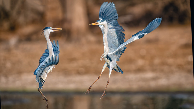 Grey Heron Altercation by Gerhard Geldenhuys