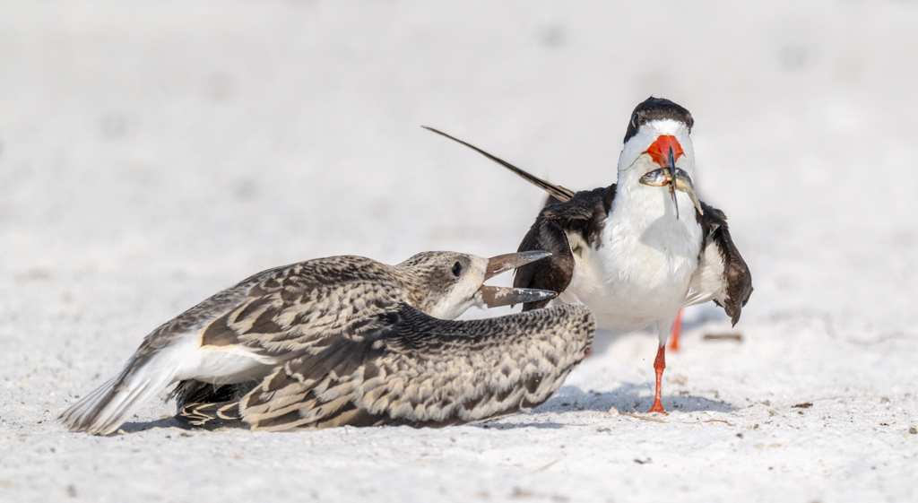 Skimmer feeding the chick by Dr Isaac Vaisman