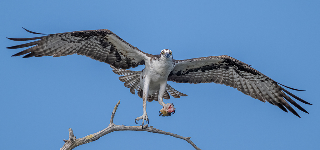 Flying Away !! by Dr Isaac Vaisman