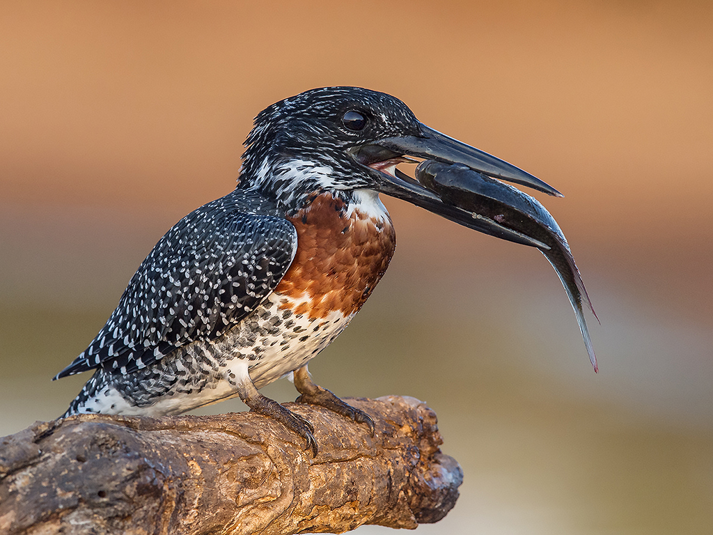 More than I can Chew !! by Gerhard Geldenhuys